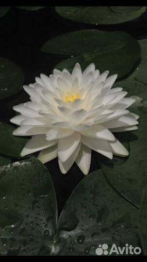 Растения для водоемов-редкие сорта кувшинок.лотосы