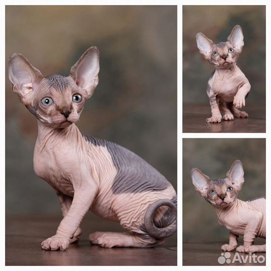 Канадский сфинкс, эльф, бамбино