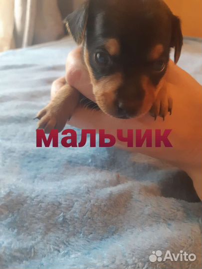 Щенки русский той-терьер
