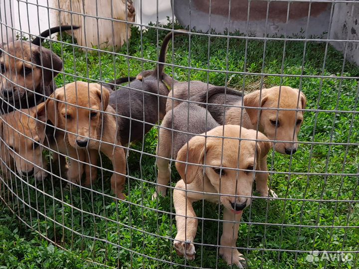 Щенки русской гончей