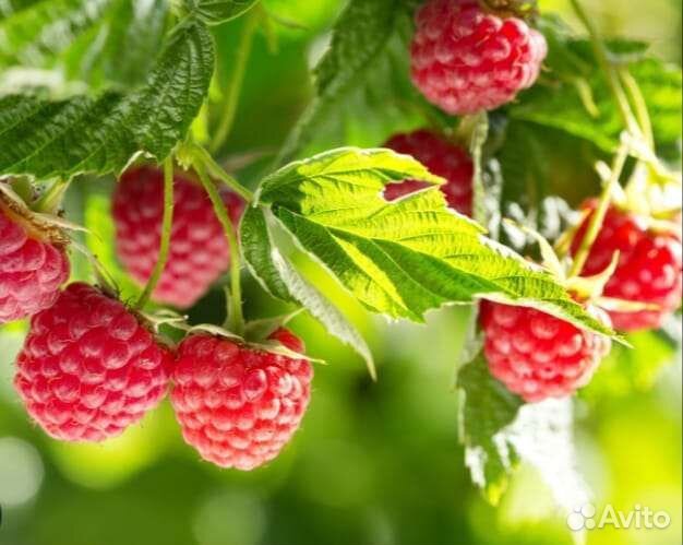 Малина домашняя