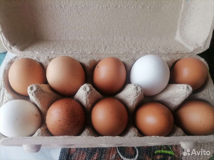 Домашние куриные яйца