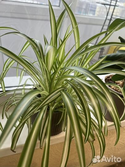 Хлорофитум