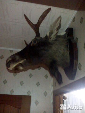 Чучело головы лося