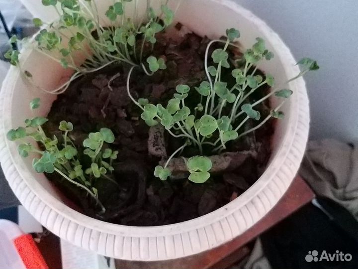 Рассада помидор черри