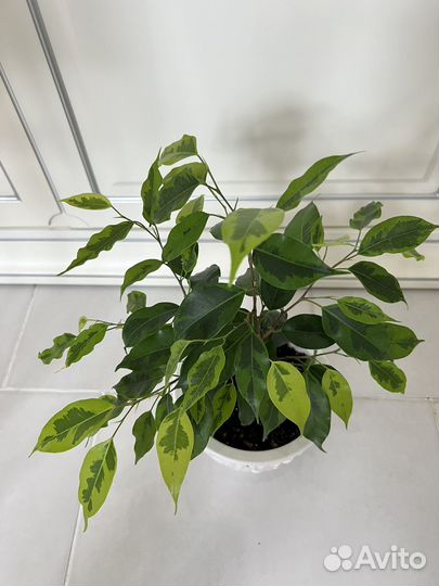 Фикус Бенджамина Регидан