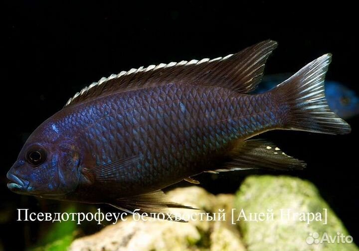 Африканские цихлиды -эндемики озер и корм