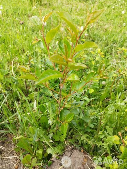 Саженцы айвы японской (хеномелес японский)