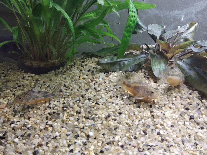 Аквариумный грунт