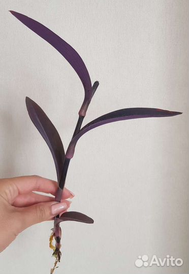 Сеткреазия пурпурная