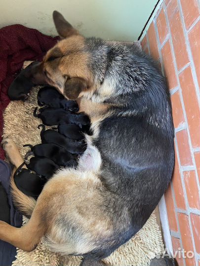 Овчарка помесь