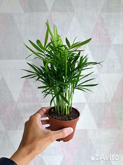 Хамедорея, Нолина