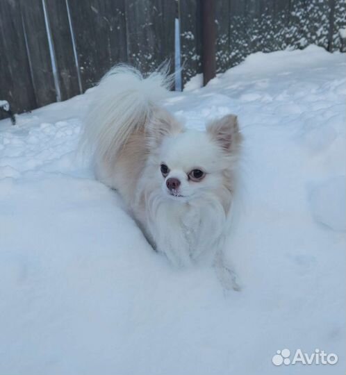 Вязка чихуахуа