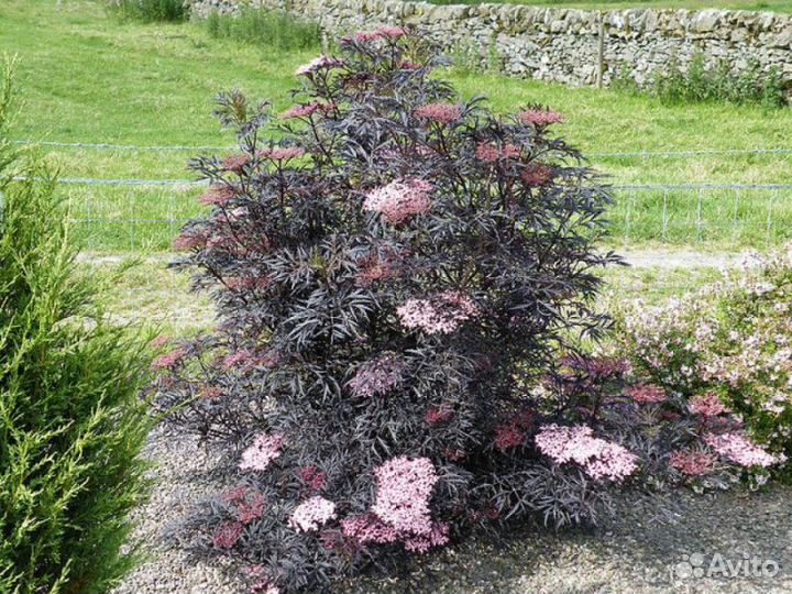 Бузина чёрная(читайте описание)