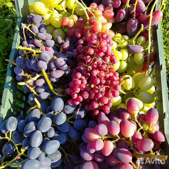Саженцы районированного винограда