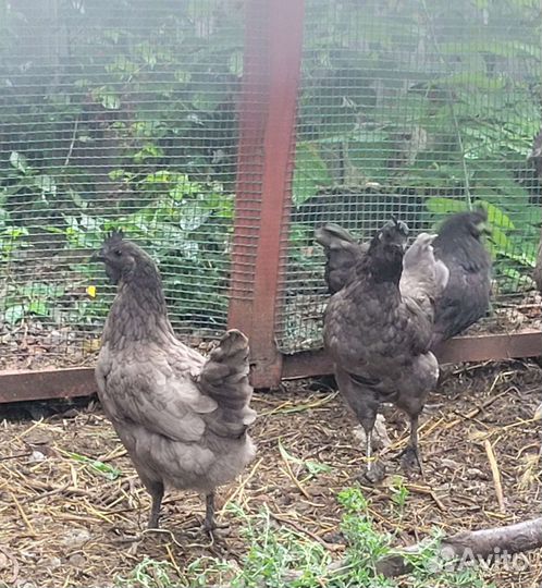 Яйца на инкубацию, курица Ухейилюй