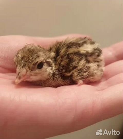 Инкубационное яйцо кеклика