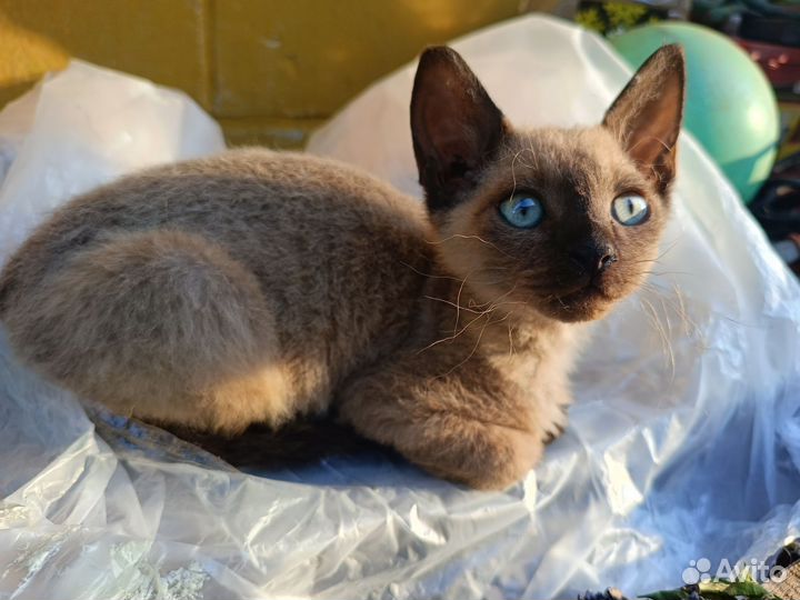 Кошка в дар помесь сфинкса