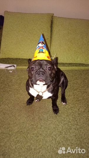 Вязка собак французский бульдог