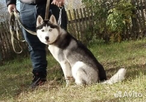 Хаски в добрые руки
