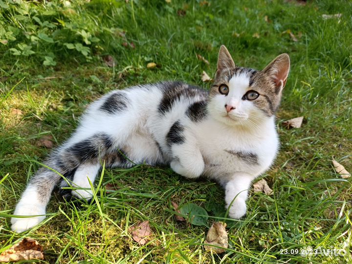 Котята