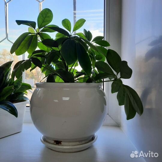 Комнатные цветы шефлера