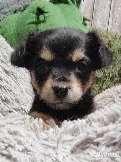 Славные малыши той терьера