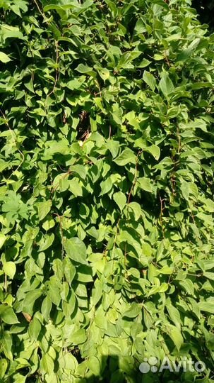 Лимонник китайский 4х-летка