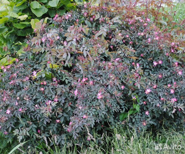 Шиповник Серебристый