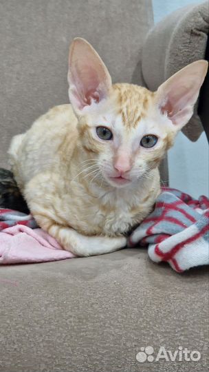 Котята корниш-рекс