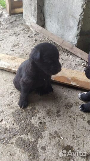 Щенки в добрые руки