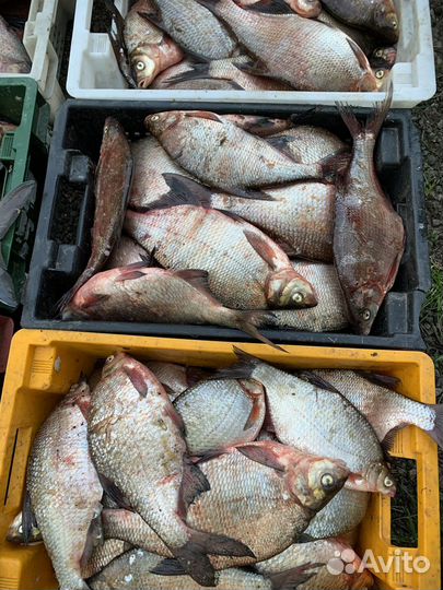 Лещ свежий