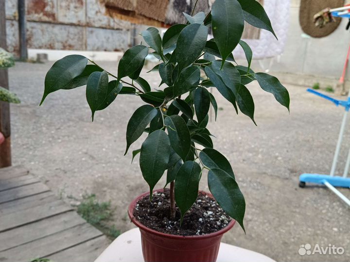 Комнатные цветы