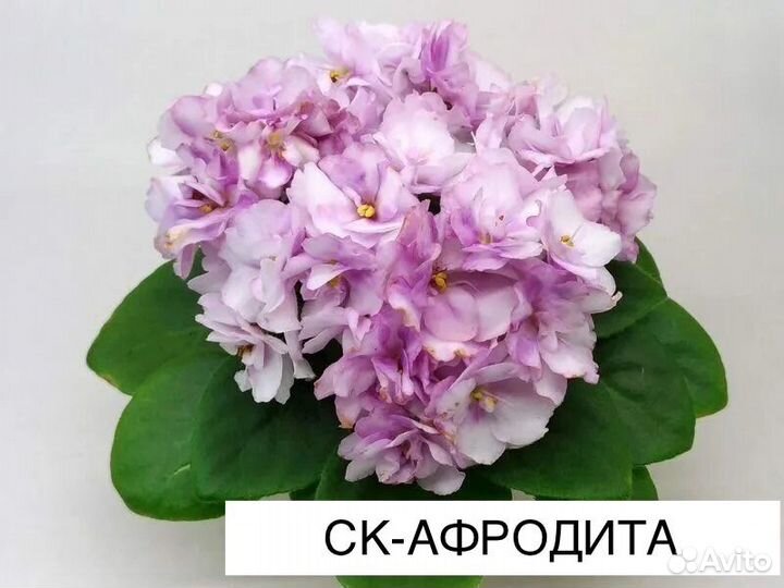 Сортовые фиалки