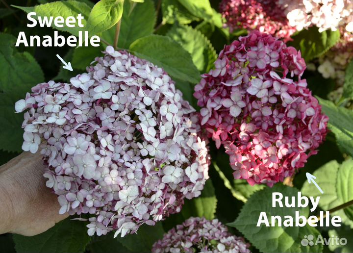 Гортензии древовидные Ruby Anabelle,Sweet Anabelle