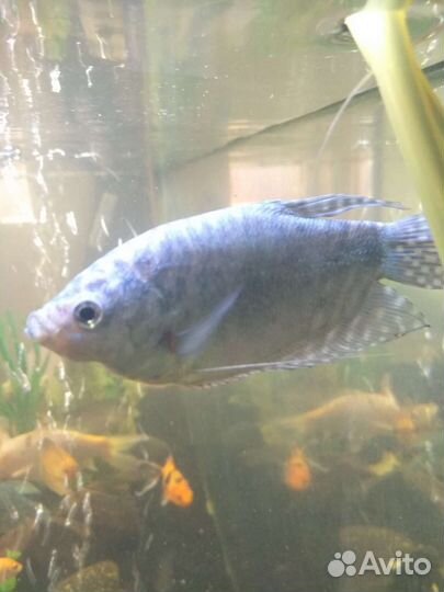 Рыбки Гурами, золотая, мраморная, жемчужная