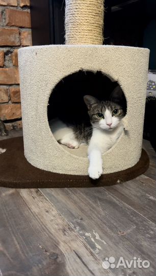 Домашняя передержка кошек / Котоняня