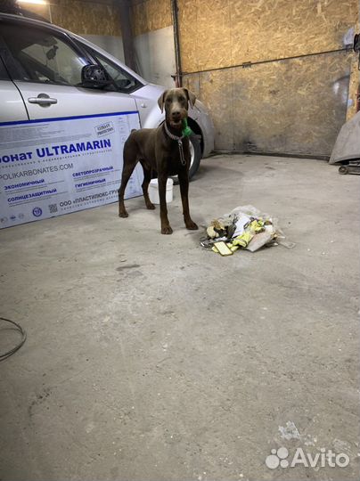 Собака в добрые руки