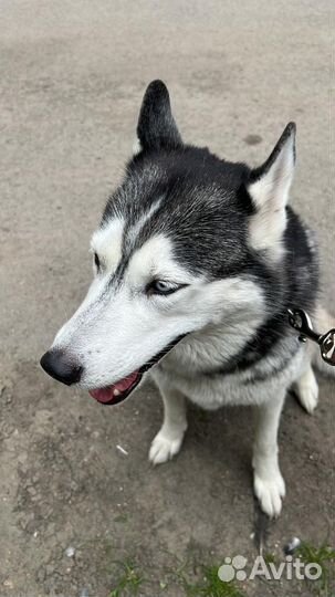 Сибирский хаски
