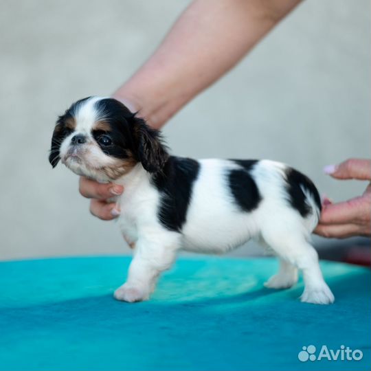 Кинг чарльз спаниелька