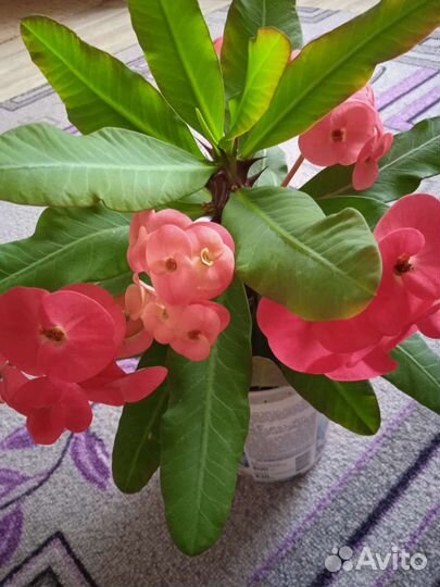 Молочай Миля