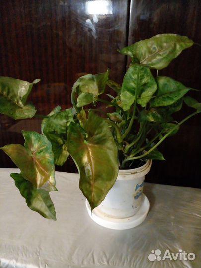 Цветы для дома