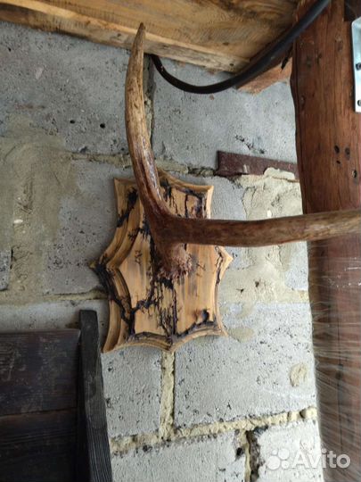 Медальон для охотничьих трофеев