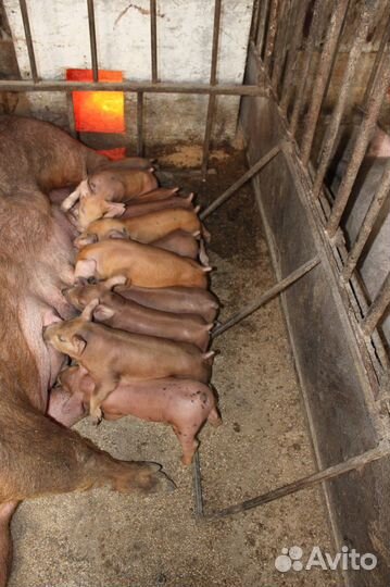 Поросята Дюрок + пьетрен