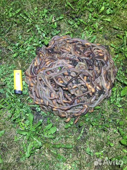 Черви выползки