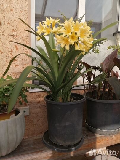 Комнатные цветы кливия. Детки