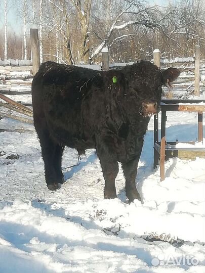 Бык /Нетель Галловей