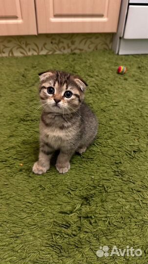 Британские котята