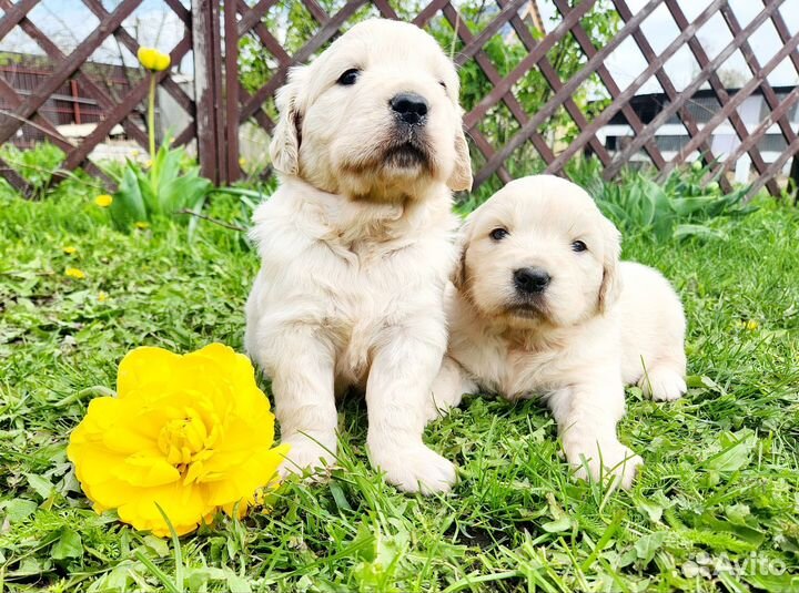 Щенки золотистого ретривера
