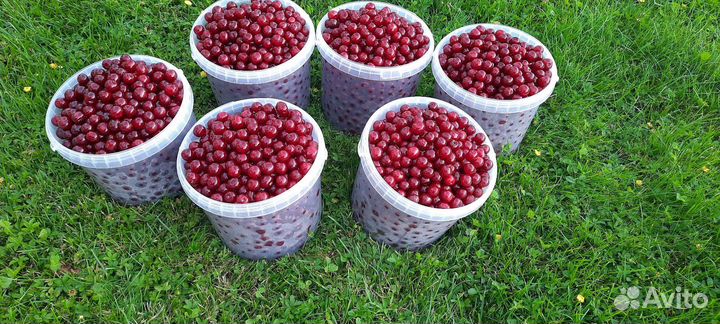 Продам вишню